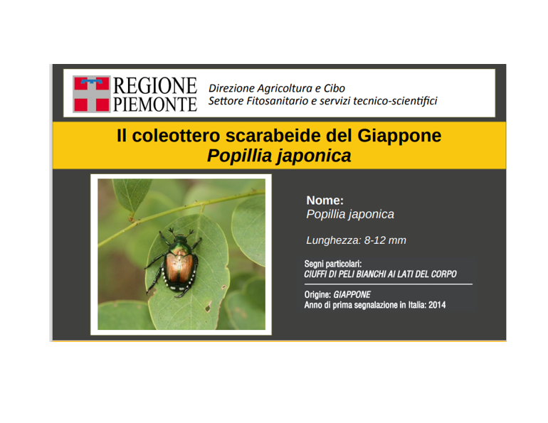 POPILIA JAPONICA