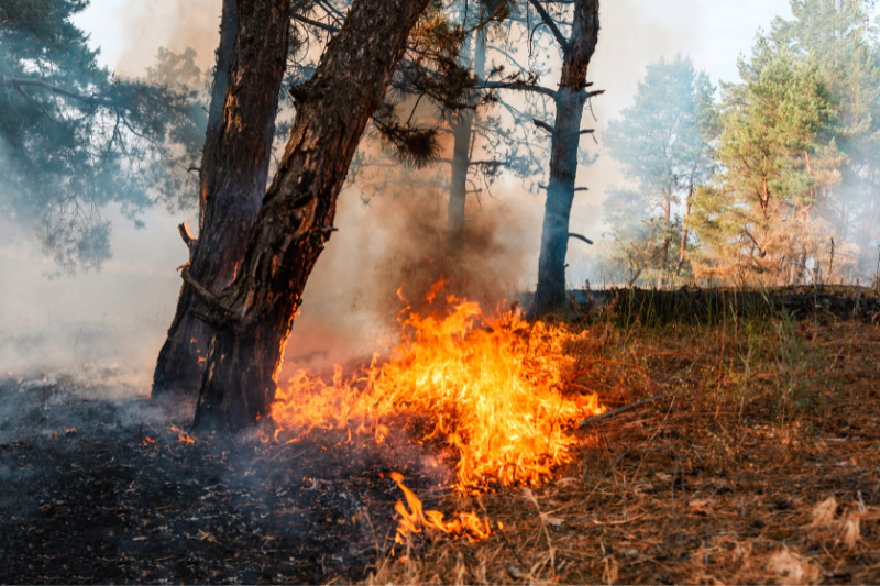 INCENDI BOSCHIVI