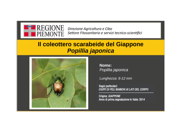 Popillia japonica - Piano d’azione per 2025 per i comuni ricadenti in zona infestata