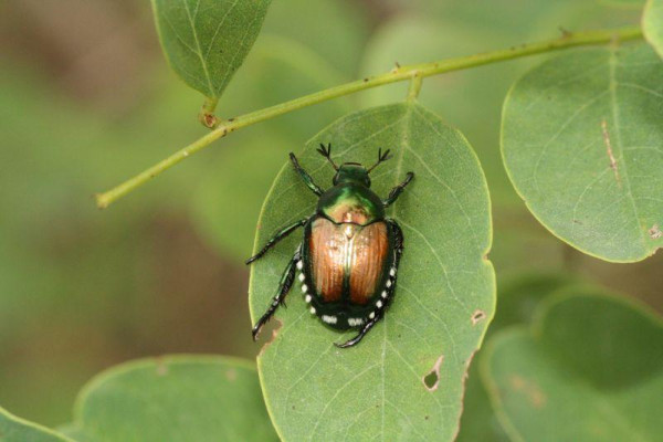  Lotta obbligatoria alla proliferazione del coleottero scarabeide del Giappone (popilia Japonica) 